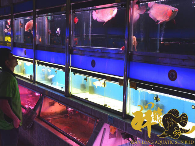 Aquarium shop in cheras hotsell